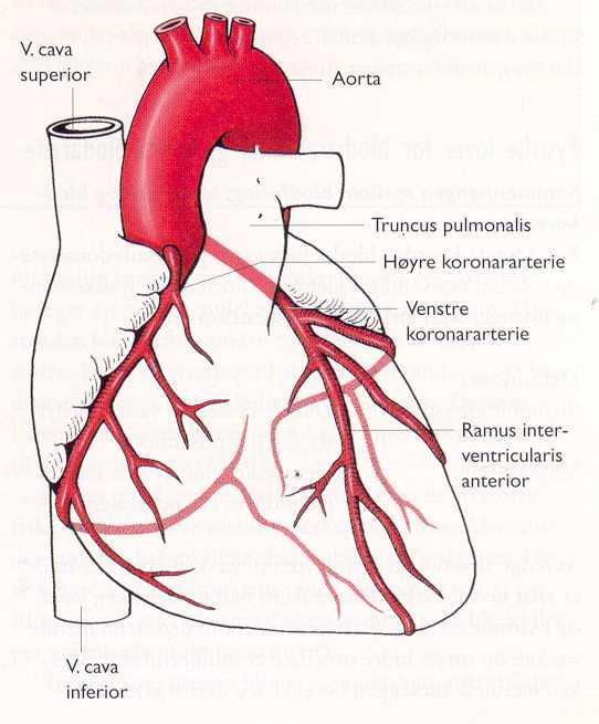 Koronarkretsløpet- hjertets egen blodforsyning. Koronarkretsløpets arterier går av fra aorta like etter aortaklaffen.