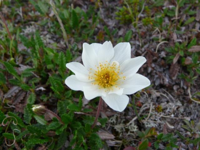 Bilde 5 Reinrose Dryas octopetala. Foto: kjell eivind Madsen Fjellnøkleblom og rosekarse er i tillegg arter som har blitt identifisert som viktige arter i Emerald Network.