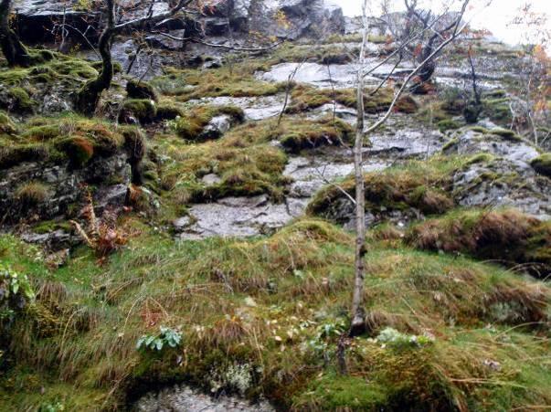 Konklusjon Samlet sett vurderes forvaltningsområdet Brådlandsfossen til å verdisettes som nasjonalt verdifull ( A i naturtypesammenheng) verdi 5 (tabell 3). Tabell 3.