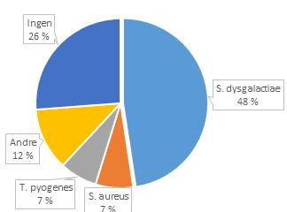 135 dyr Streptococcus dysgalactiae dominerer i alle