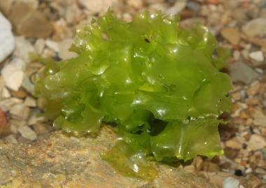 Havsalat (Ulva lactuca). Havsalat er en bladaktig grønnalgeart som er vanlig langs hele kysten fra fjæresonen og ned til ca. 15 m dyp.