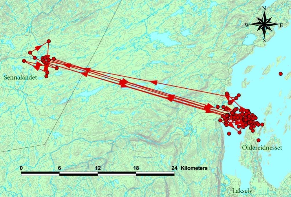 Porsangerfjorden. 2009: De to satellittsenderne ga ulik mengde data etter at fuglene ble fanget og sluppet 3. juni. Den første senderen (id 94716) ga sine siste posisjoner 22.