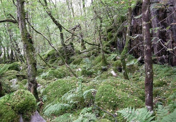 lokaliteten B: Bratt bergvegg i ung