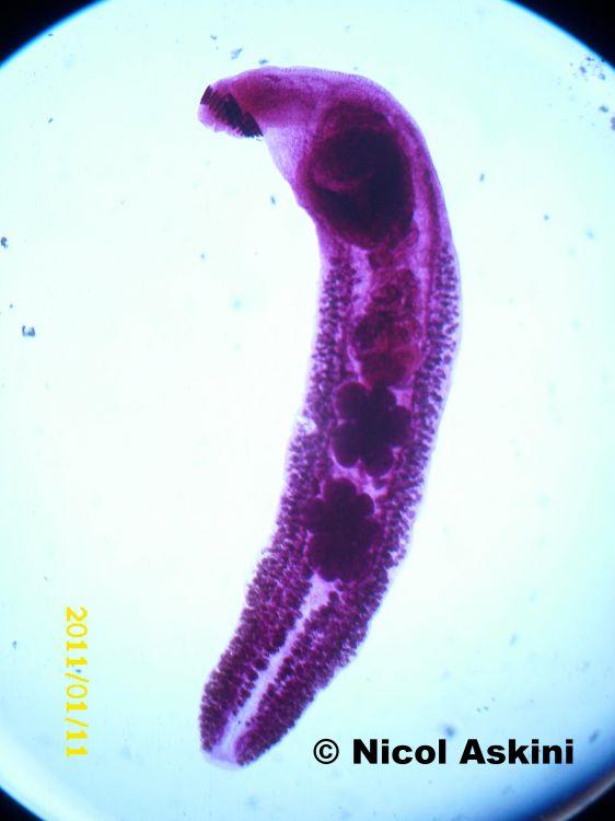 triloba Holostephanus