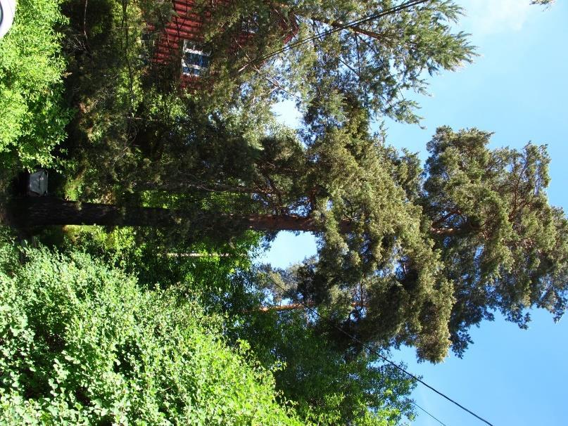 2.1 Felt B6 - boligbebyggelse Felt B6 består av eldre eneboliger i store, godt etablerte hager med spredte forekomster av store trær og mange forekomster av fremmede arter.