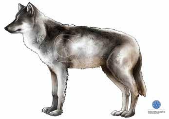 Vinterens ulvejakt Til vinteren vil det bli en historisk stor ulvejakt i Norge. Sannsynligvis skal det tas ut fire familiegrupper med ulv, i tillegg til en rekke enkeltindivider utenfor ulvesonen.