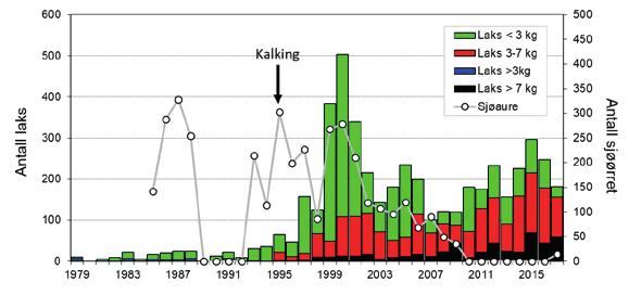 Figur 6. Antall laks og sjøørret fanget i Frafjordelva i perioden 1979 til 2017. Gjenutsatt fisk er inkludert. Pil angir tidspunkt for start av kalking. Forbud mot fangst av sjøørret fra 2010.
