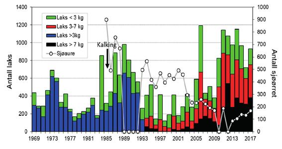 Figur 6. Antall laks og sjøørret fanget, både avlivet og gjenutsatt, i Suldalslågen i perioden 1979 til 2017.