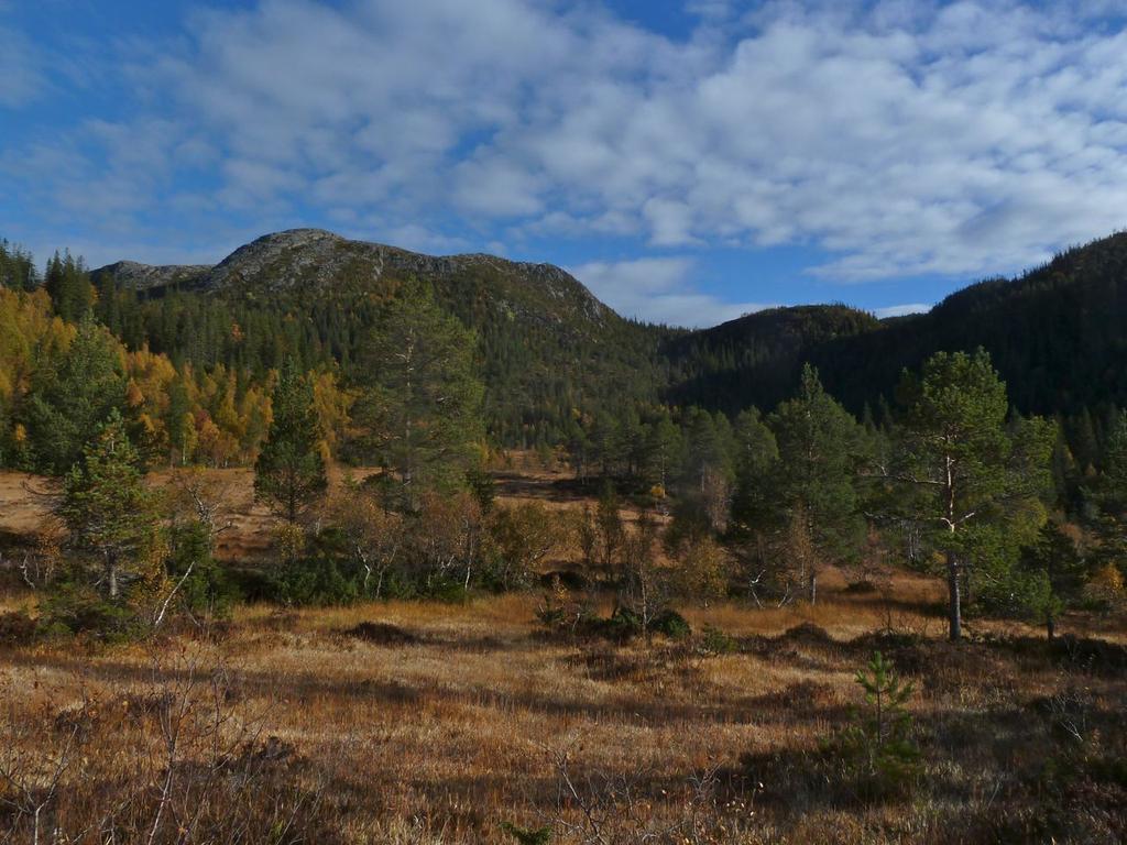 Bilder fra området Trolltjønnskogen Sørlige
