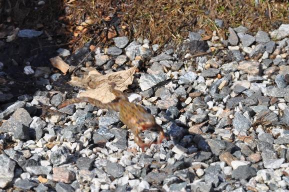 Noen syntes insekter og andre smådyr er skummel, andre igjen er fasinert av formen og hvordan det føles å ta på de.