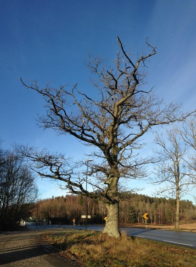 Plantetidspunkt : 1850 Registreringsdato : 20150712 Spesielle restriksjoner : Ja Stammediameter : 60 Treslag, norsk navn : Eik Treslag, botanisk navn : Quecus Type/gruppering : Frittstående tre