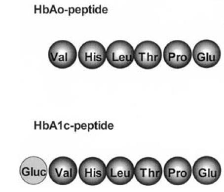 Primært referansemateriale HbA0-peptid: Definert som de seks første aminosyrene i beta-kjeden til hemoglobin HbA1c og HbA0 renses, isoleres og blandes i