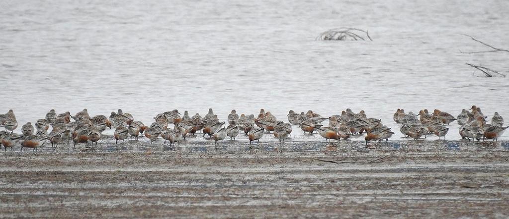 Polarsniper i stor flokk på Averøya, Ringerike 16.05.17. Foto: E. Gates Fjellmyrløper Calidris falcinellus * alle funn (3/5-1/1) LRSK 2017: 1 ind. næringssøkende Nordfjorden, Ringerike 17.-19.