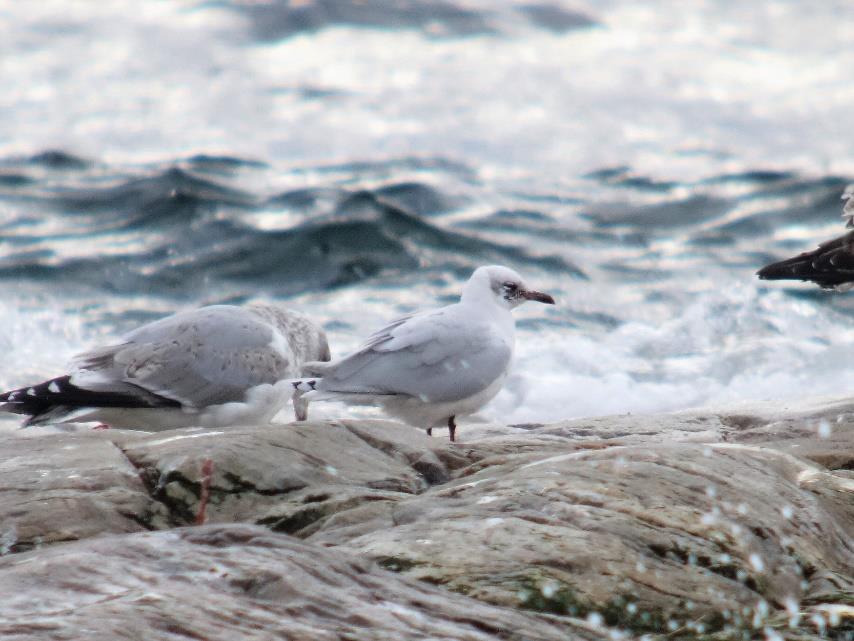 Dvergmåke Hydrocoloeus minutus * alle funn (46/98-3/5) LRSK 2017: 2 adult Linnesstranda, Lier 3.5 *(F) (*Steinar Stueflotten, Jorunn Villand).