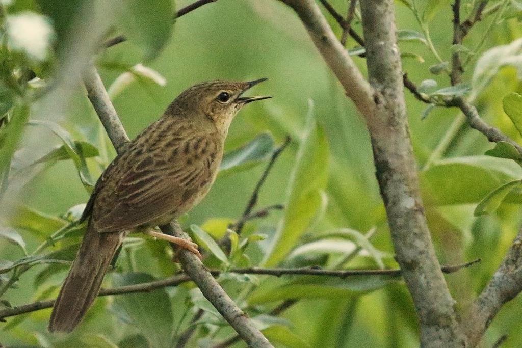 Duetrost Turdus viscivorus * vinterfunn (8/8-7/15) 2017: 1 ind. stasjonær Folkestad skole, Kana, Hurum 1.1-4.2 (Jostein Bærø Engdal, Odd Rygh, Jorunn Villand, Steinar Stueflotten mfl.). 1 ind. stasjonær Lillenga, Tronstad, Hurum 1.