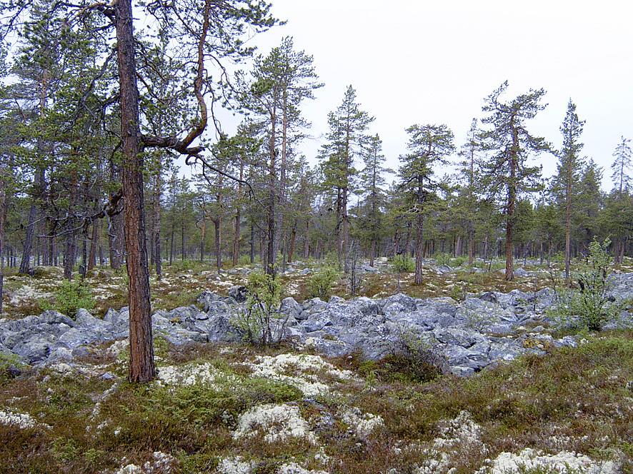 Bilder fra området Murulonene (utvidelse) Et parti med