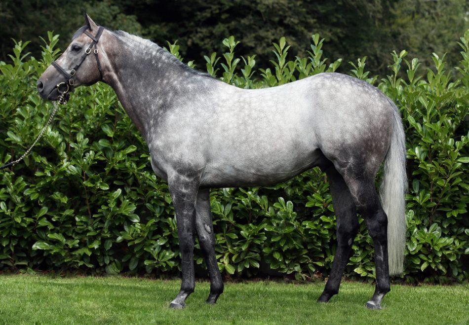Kingston Hill (GB) Mastercraftsman - Audacieuse Fra Coolmore Studs website Grey (1.63 m) Distance won over: 7f. 14½f. Mastercraftsman - Audacieuse KINGSTON HILL Gr.1 winner at 2 and 3 years with a Gr.