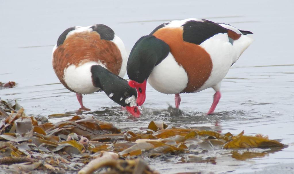 Gråhegre Sannsynligvis er det en sammenheng mellom oppgang for havørn og nedgang for gråhegre. Det er ingen kolonier på størrelse med de vi hadde fram til 1990-åra.