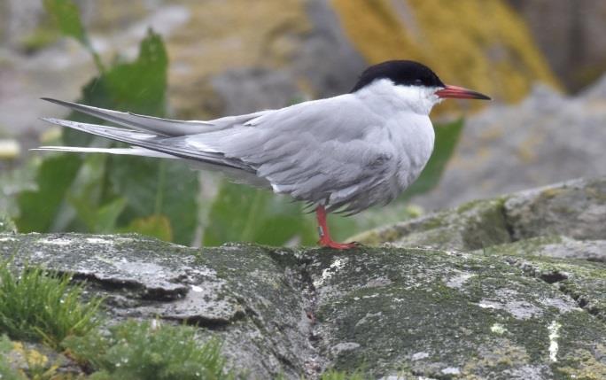 Rødnebbterne 7505485 merket som unge på Veste i Haugesund 13.7.12, funnet drept på reir (tatt av rovfugl/vandrefalk?) 30.6.17. T.v.: Forbløffende mange av ternene i koloniene våre, er over ti år gamle.