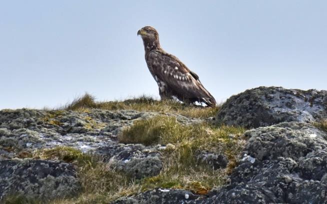 Rauneskjer på Ferkingstadøyane.