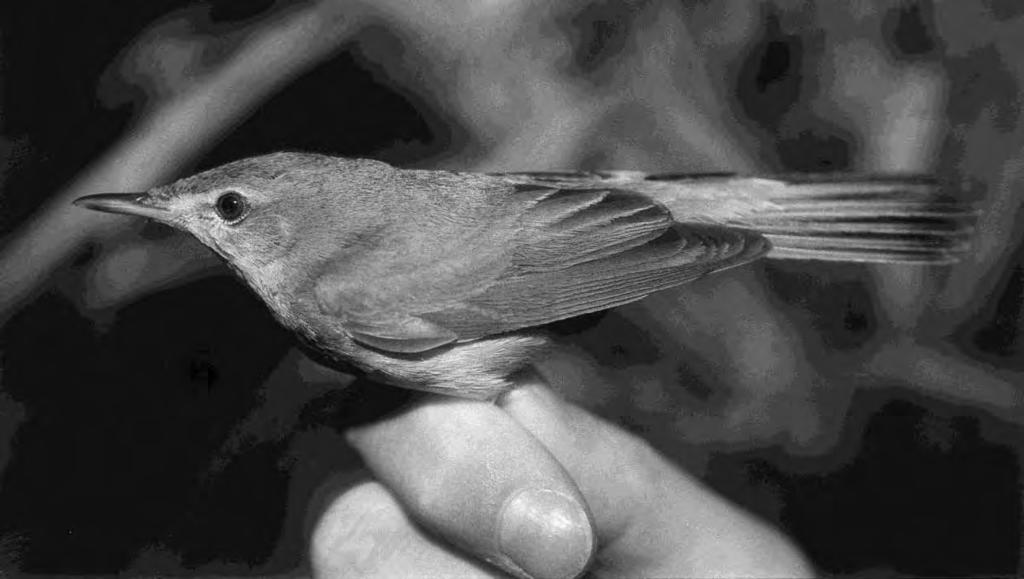 Østfolds første busksanger innfanget for ringmerking 18/6-1995. Foto: Magne Pettersen MYRSANGER Acrocephalus palustris Økende antall syngende hanner.