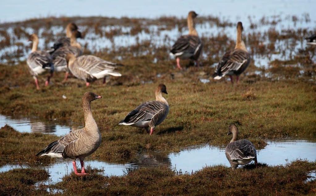 Store flokker av kortnebbgås raster i området under trekket. Foto: Tommy A. Andersen TUNDRAGÅS Anser albifrons Forekommer sannsynligvis årlig, men fåtallig.