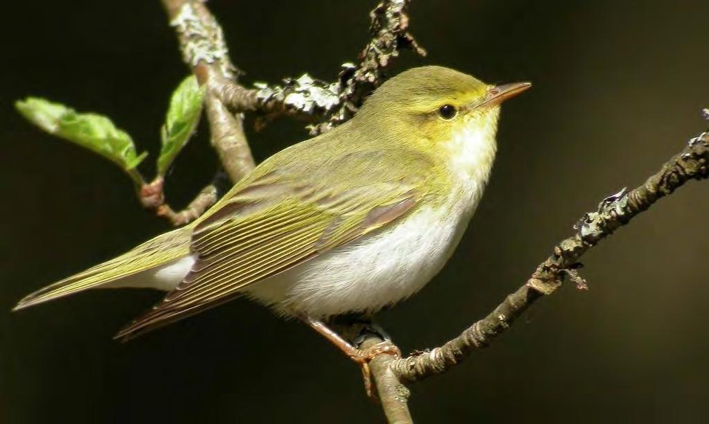 Bøksanger fotografert på Tasken i 2005. Foto: Tore Vang BØKSANGER Phylloscopus sibilatrix Sparsomt rapportert i mai/juni.