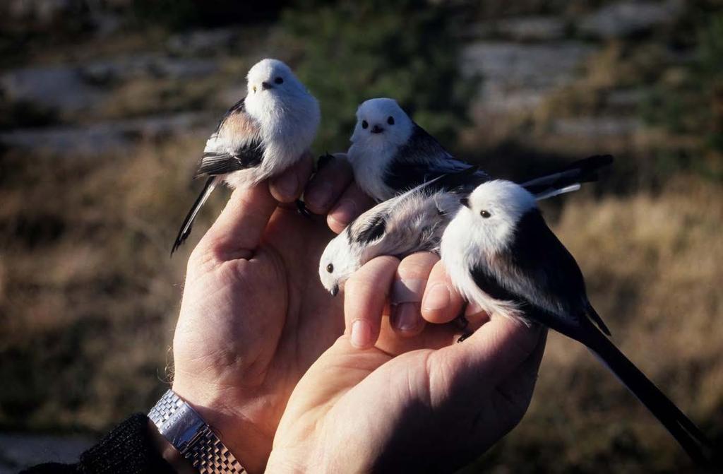 GRANMEIS Parus montanus Til stede hele året. Noteres uregelmessig til alle årstider, og er påvist hekkende i omkringliggende skogområder.