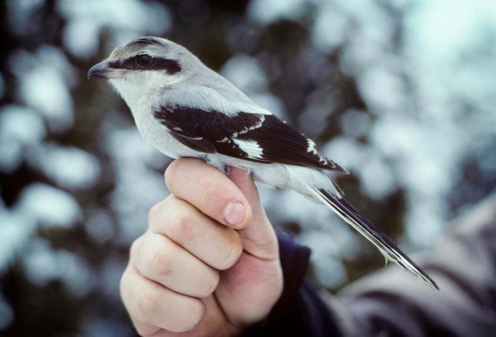 VARSLER Lanius excubitor Årlig høst, vinter og vår. Kan loggføres flere ganger årlig på vårtrekk og høsttrekk samt i vintermånedene. Som regel bare med 1 individ pr. dag - 2 individer unntaksvis.