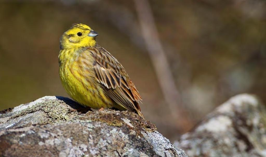 GULSPURV Emberiza citrinella Vanlig hele året. Vanlig hekkefugl, som kan påtreffes året rundt, med en overvekt av tosifrede noteringer. De høyeste antallene forekommer senhøstes og vinterstid.