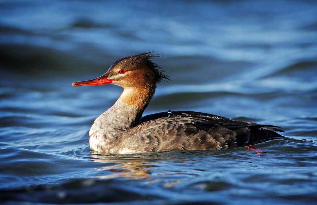 HJELMFISKAND Lophodytes cucullatus Vanlig som parkfugl i de fleste europeiske land. Ingen funn foreligger fra tidligere rapporter. 2000: 1 ind. 18/4 (ad. ).