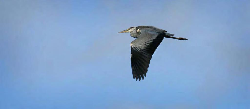 Gråhegre trives i området året rundt. Foto: Tommy A.Andersen SVARTSTORK Ciconia nigra Sjelden gjest i Norge. Ett funn foreligger fra tidligere rapporter: 1 ind. mai 1981.