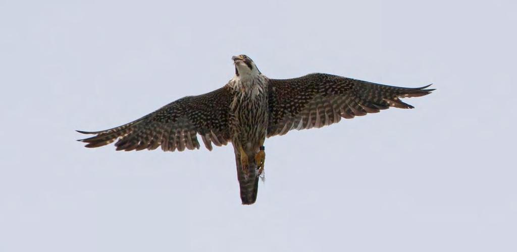 Økningen i vandrefalkbestanden merkes også i Kurefjorden. Foto: Per-Arne Johansen UBESTEMT FALK Falco sp. 1992: 1 ind. 30/8. 1995: 1 ind. - sannsynligvis lerkefalk. 1997: 1 ind. 21/9 - storfalk.