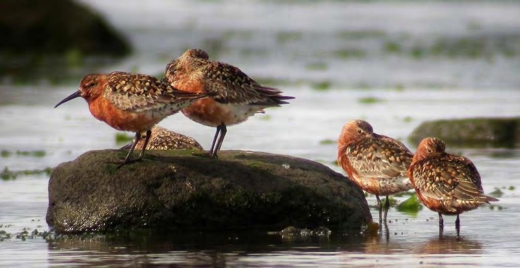 TUNDRASNIPE Calidris ferruginea Regulær om høsten. Sporadisk om våren. I tidligere rapporter foreligger kun fem funn fra våren, hvorav alle unntatt ett er av ensifret art.