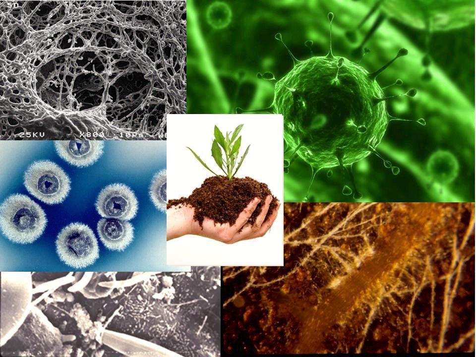 Metode - jordbiologi Teljing og måling av biologisk