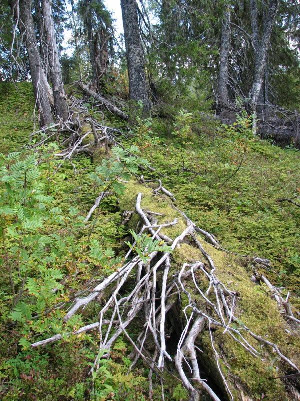 på nordsida av myra Foto: