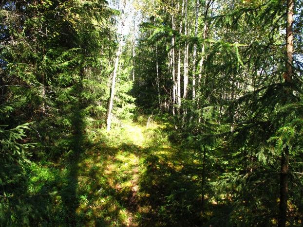 Det finnes både skogsmark, gjenvoksende kulturmark og noe ferskvann (dam og bekk) innimellom veier og hus. Nordre del Området mellom Myraveien og Bakken har per i dag ikke store naturverdier.