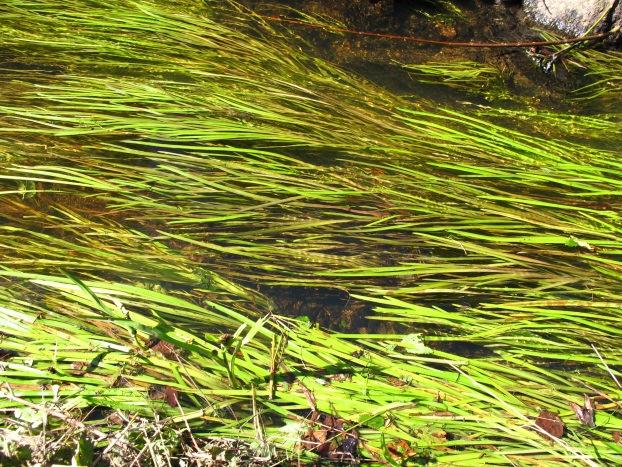 Naturtyper Råken NØ. Viktig bekkedrag. C-verdi. Innledning: Lokaliteten er kartlagt i august 2012 av BioFokus ved Ulrika Jansson.