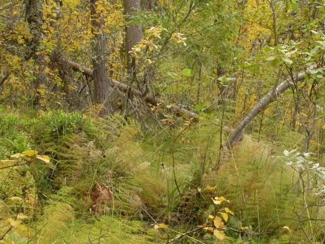 bekker/elver. Høydegradienten er godt representert i nordvendt li fra dalbunn og vannkant til fjellet. På minussiden er det at området er relativt lite, og at aktuelle områder vestover er nylig hogd.