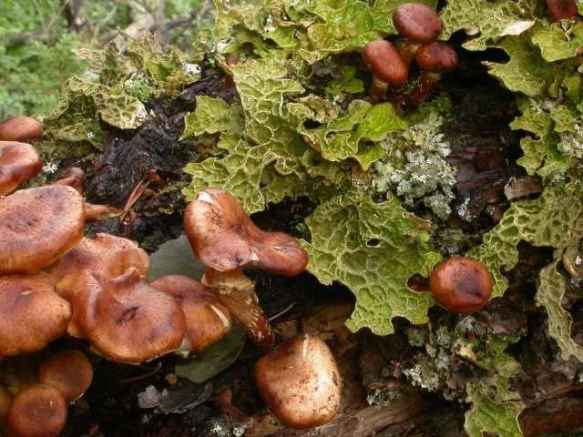 Figur 6.10.3 Det er rike forekomster av lungenever (Lobaria pumonaria) i område 6.10 Hindsæterkampen, her på en døende selje sammen med honningsopp (Armillaria sp.). Kraggfuruelementet er ikke spesielt godt utviklet i området, og mange av de artene som tilhører dette elementet er fraværende.