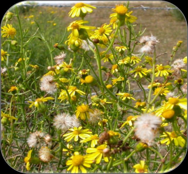 Boersvineblom (Senecio inaequidens) Arter: Boersvineblom (HI). Levetid: Flerårig, 5-10 år. Formeringsmetode: Vegetativ og seksuell (insektpollinering).