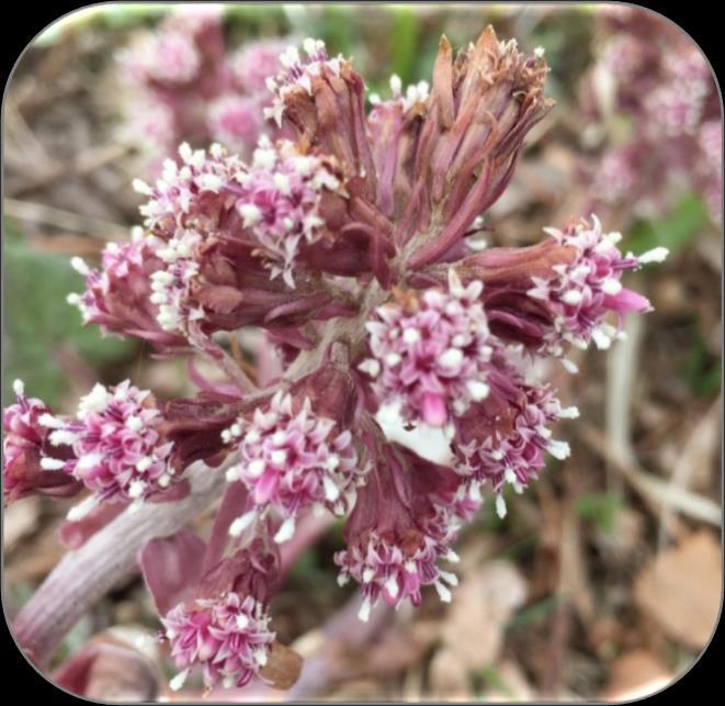 Pestrotarter (Petasites spp.) Arter: Legepestrot (HI) og japanpestrot (HI). Artene har noe ulik morfologi, men med tanke på håndtering av løsmasser hvor artene vokser, behandles de likt.