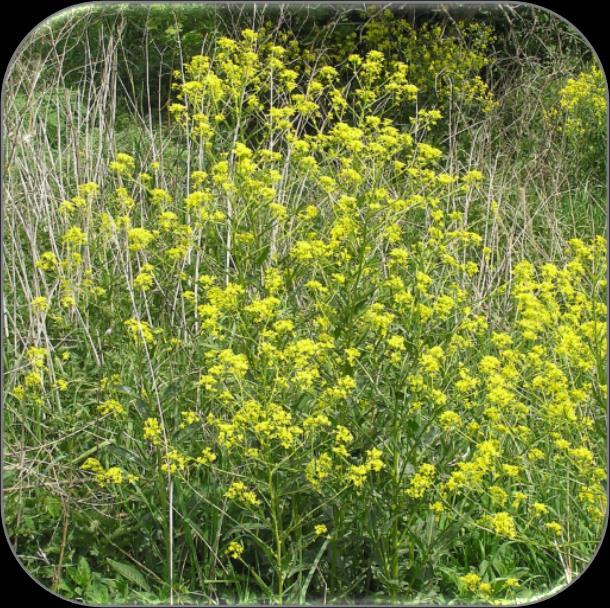 Russekål (Bunias orientalis) Arter: Russekål (HI). Levetid: Flerårig og opptil 10 år Formeringsmetode: Seksuell (insektpollinerende) og vegetativ.