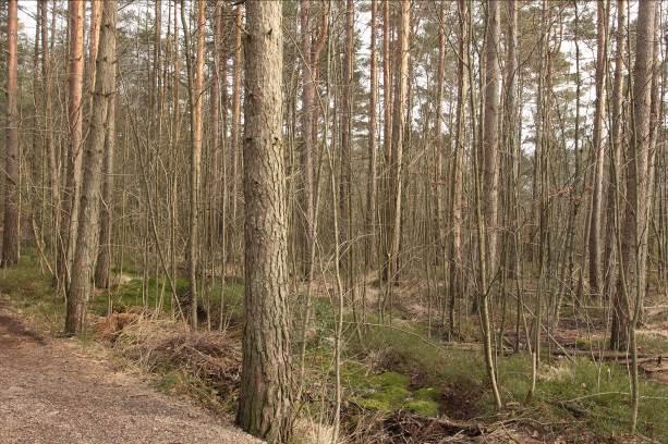 naturskog ved Østre Tjønna.