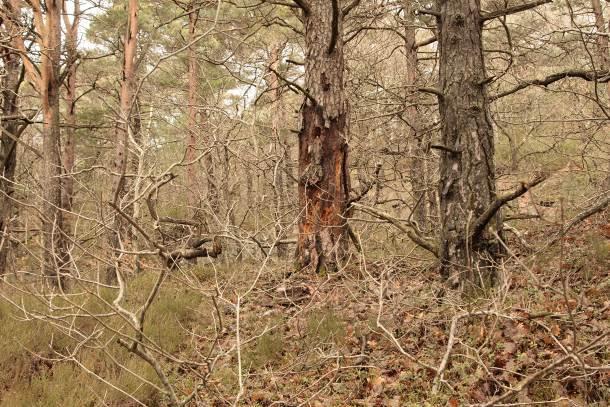 Det går grusete stier videre til hyttene som ligger videre ut mot østre