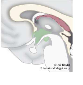 HYPOTHALAMUS hypothalamus Disposisjon Overordnet funksjon Hypofysen og