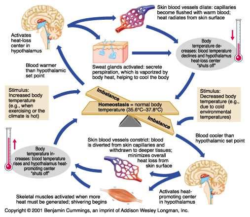 Temperaturregulering Kutane kuldereseptorer: Nerveender i huden leder signaler som stimulerer bakre del av hypothalamus Koordinere prosessor som senker varmetap eller Øker varmeproduksjon