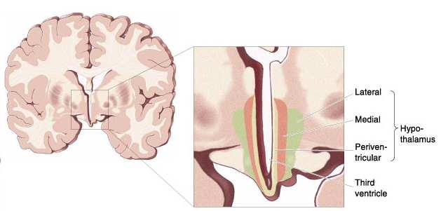 Skjelettmuskelatur Atferd Immunsystemet (via hypofysen) (via symp.