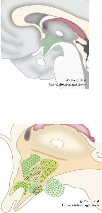 thalamus hypothalamus hypofysen Corpus mammilare Hyothalamus lateralsnitt n.