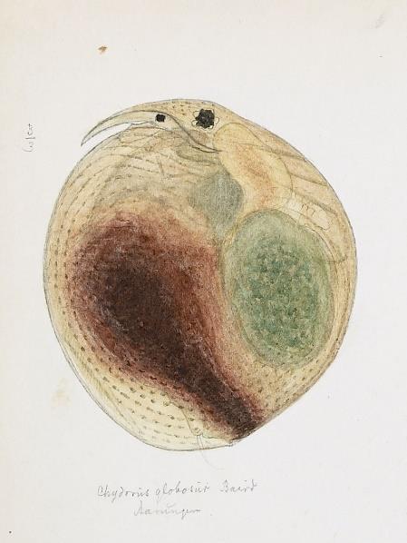 Figur 2 a og b (høyre). Mosedovendafnie Simocephalus expiniosus (tegning G.O. Sars). Utbredelseskartet er hentet fra artsdatabanken.